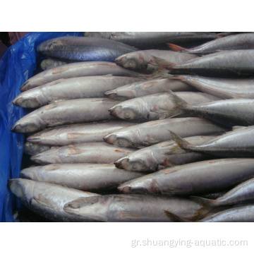 Γη κατεψυγμένο αλόγειο σκουμπρί αλόγων ψάρι Trachurus japonicus